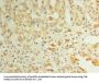 ZDHHC3 Antibody