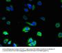 ZDHHC3 Antibody