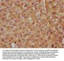 Rabbit anti-human Delta-like protein 3 polyclonal Antibody