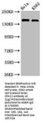 CDK12 Antibody