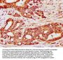 COQ3 Antibody