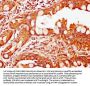 COQ3 Antibody