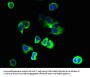 PKD2L2 Antibody