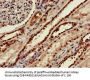 MSRB1 Antibody