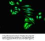 MSRB1 Antibody