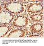CCDC59 Antibody