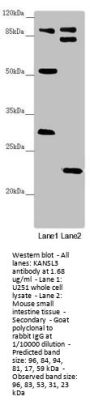 KANSL3 Antibody