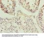 KANSL3 Antibody