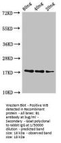 B1 Antibody