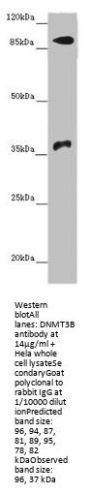 DNMT3B Antibody