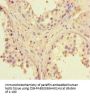 DNMT3B Antibody