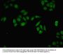 DNMT3B Antibody