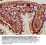 GNG12 Antibody