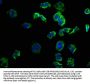 GNG12 Antibody