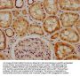 REV1 Antibody