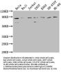 ZRANB1 Antibody