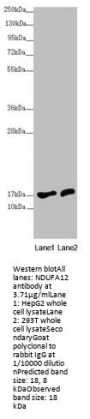 NDUFA12 Antibody