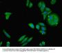 NDUFA12 Antibody