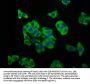 SCN11A Antibody