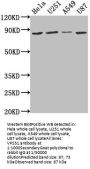 VPS51 Antibody