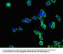 SLCO3A1 Antibody
