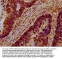 HERC5 Antibody