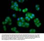 HERC5 Antibody