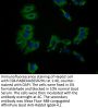 BTNL2 Antibody