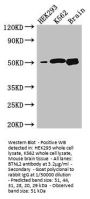 BTNL2 Antibody