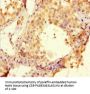 BTNL2 Antibody