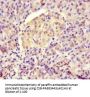BTNL2 Antibody