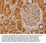MSRA Antibody