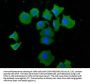 ATG101 Antibody