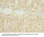HDHD3 Antibody