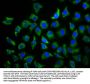 TBCD Antibody