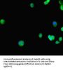GATA5 Antibody