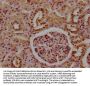 CFHR5 Antibody
