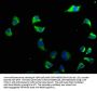 CACNG6 Antibody