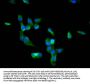 BACH2 Antibody
