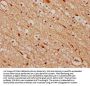 CELF4 Antibody