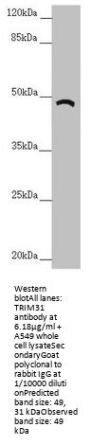 TRIM31 Antibody