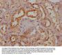 SPEF2 Antibody