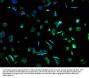 SPEF2 Antibody