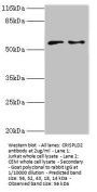 CRISPLD2 Antibody