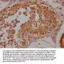 OR10A2 Antibody
