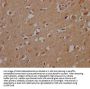 OR10A2 Antibody