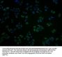 OR10A2 Antibody