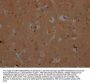 OR10A2 Antibody