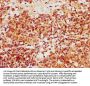 LIME1 Antibody