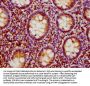 LIME1 Antibody
